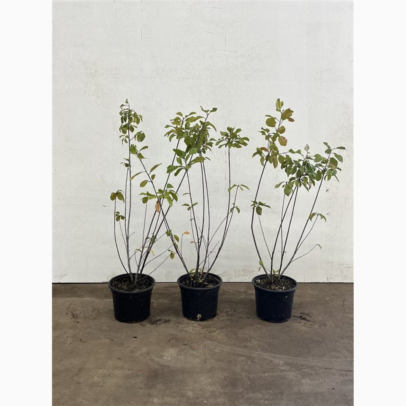 Sälg – Salix caprea - C2 40-60 CM